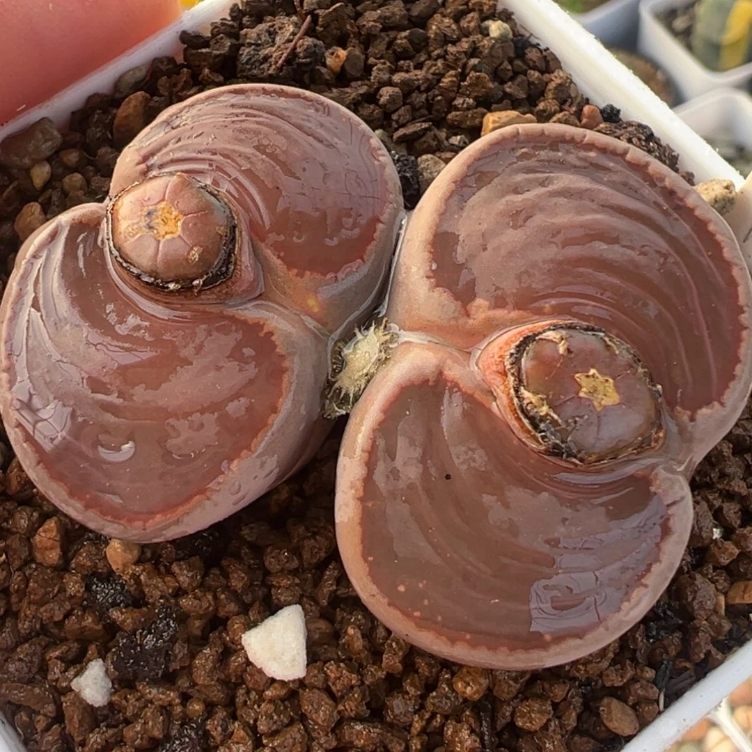 比利时KO母本带盆多肉