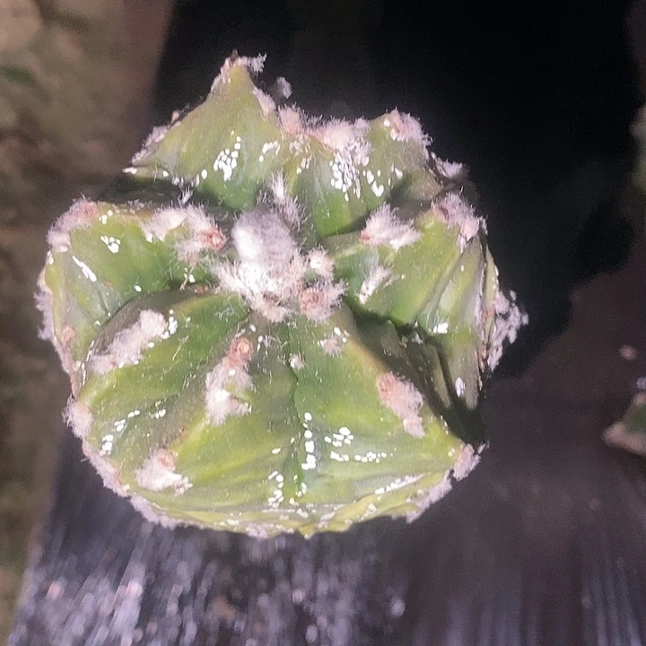 三角接怪胎核桃福利