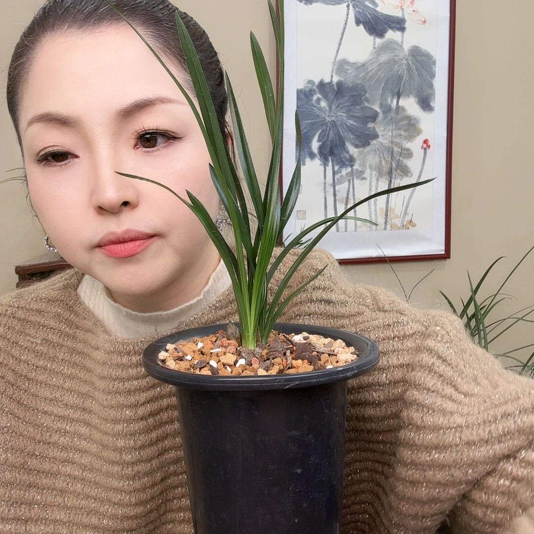 全部花苞《****81