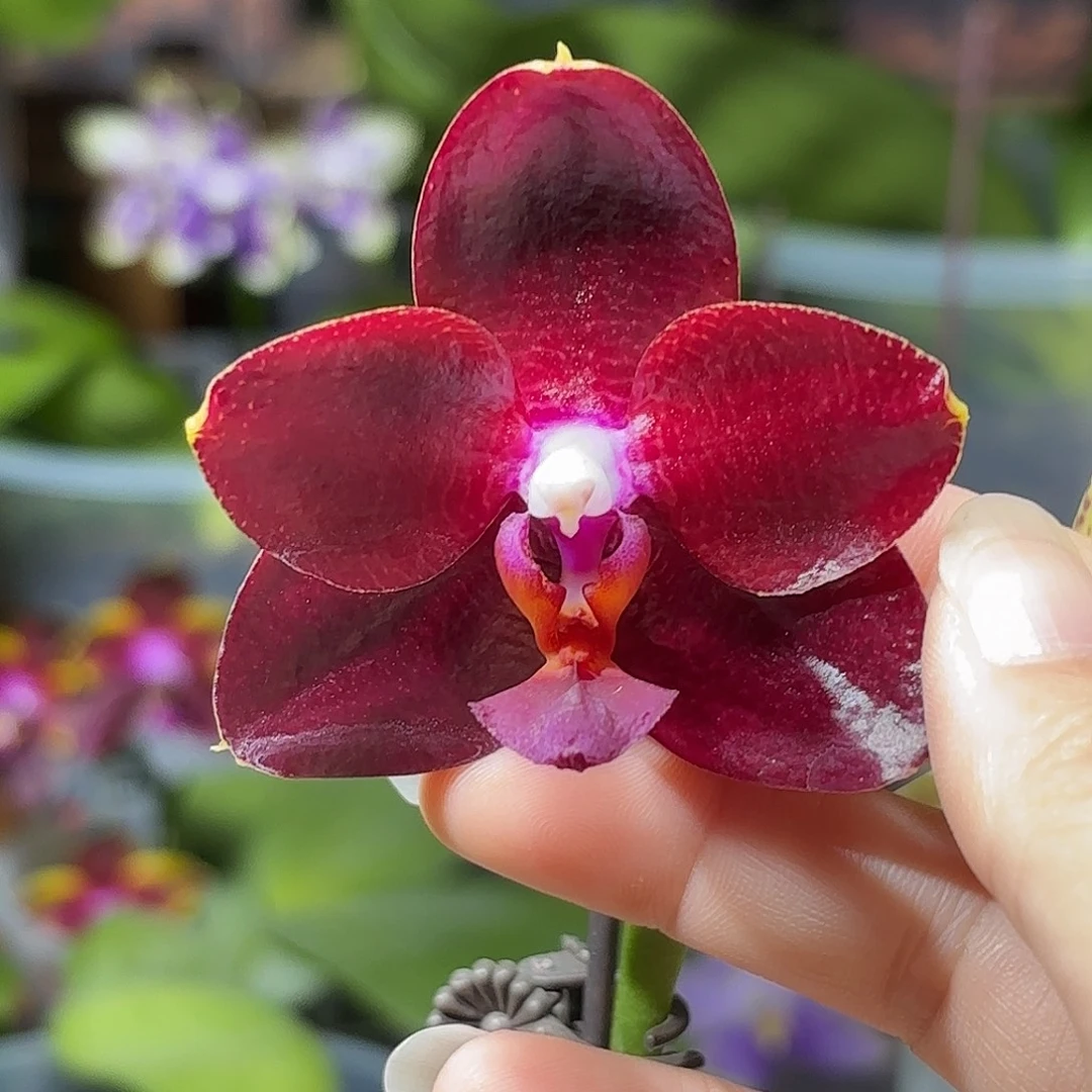 大部分开放少量花苞弥陀太阳国王