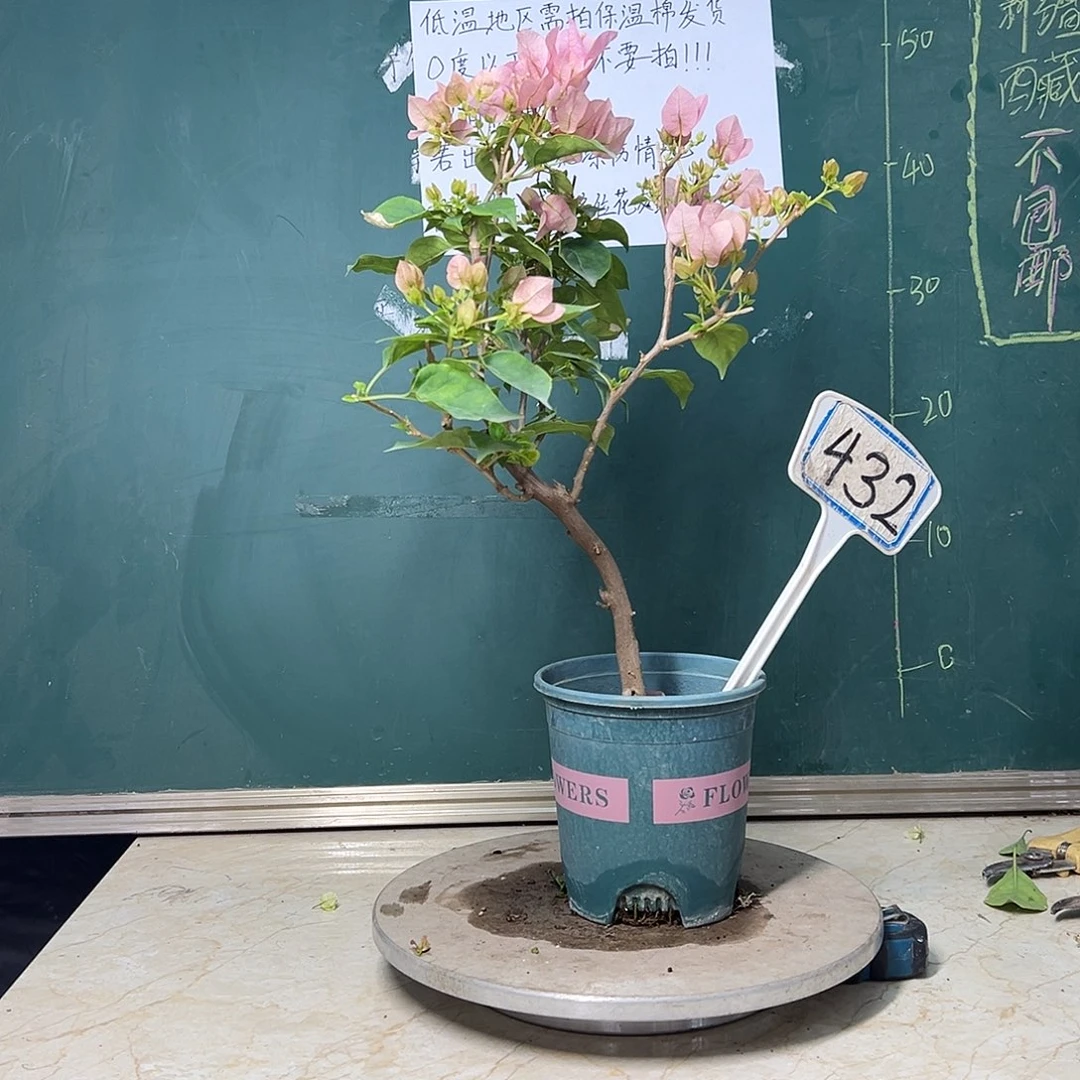 完全开放暗斑丽人 432 造型