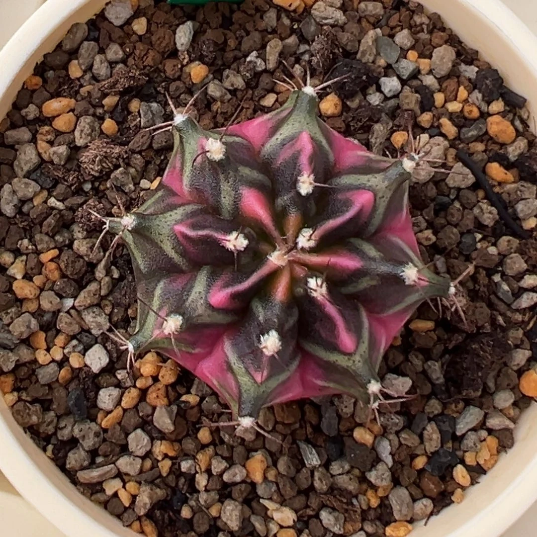 207 好看的米哈冲冲冲