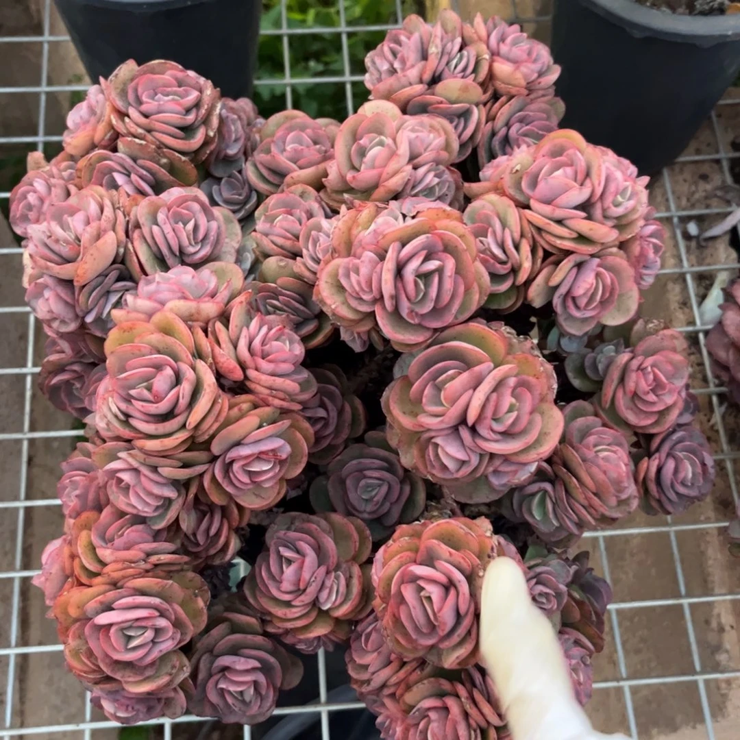 新疆西藏内蒙不发货，小叶秀妍