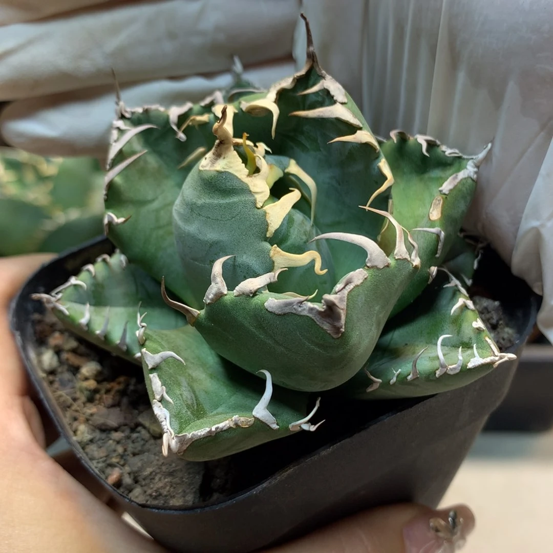 魔丸  精控 龙舌兰 叶展 8公分起发