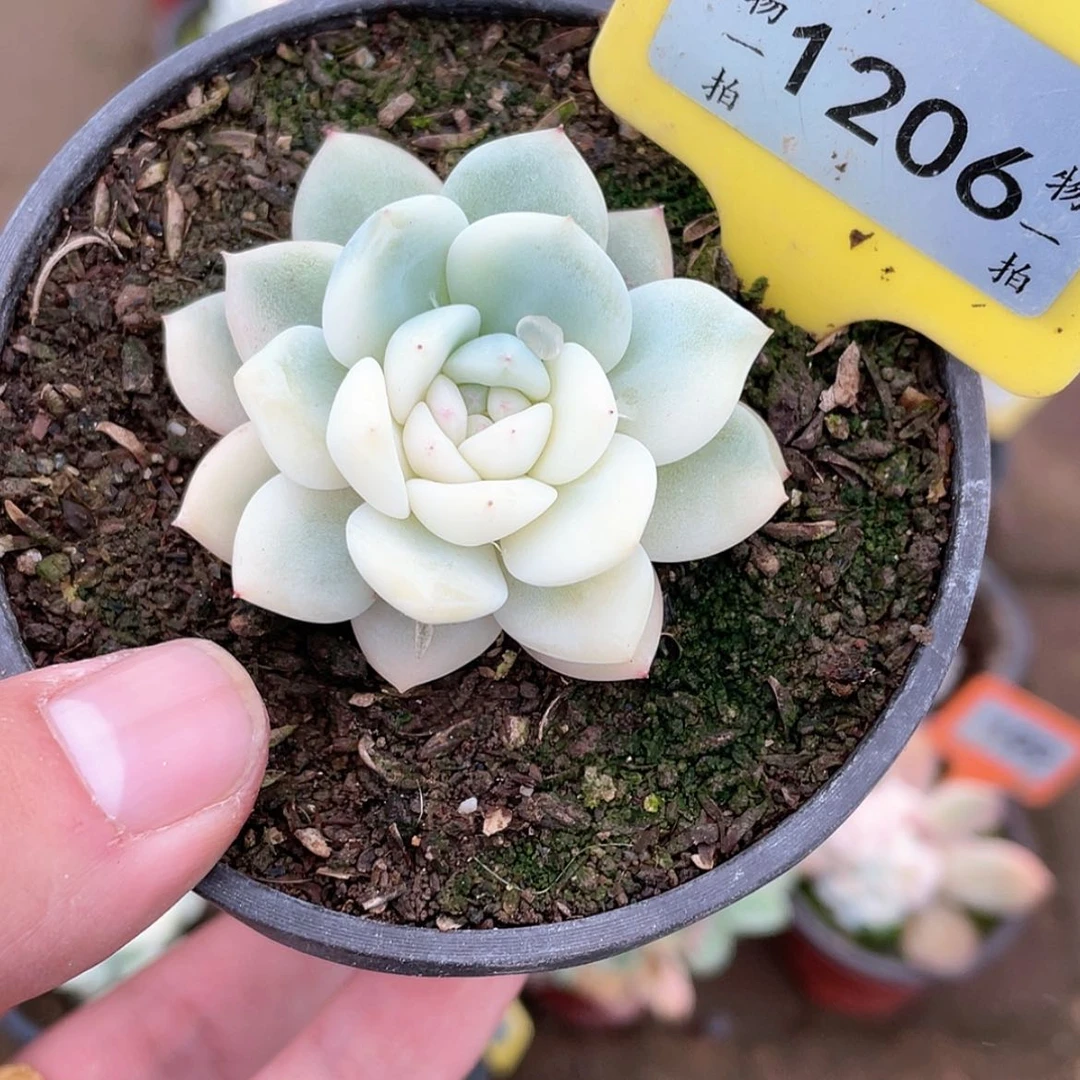 【闪购商品】1206号