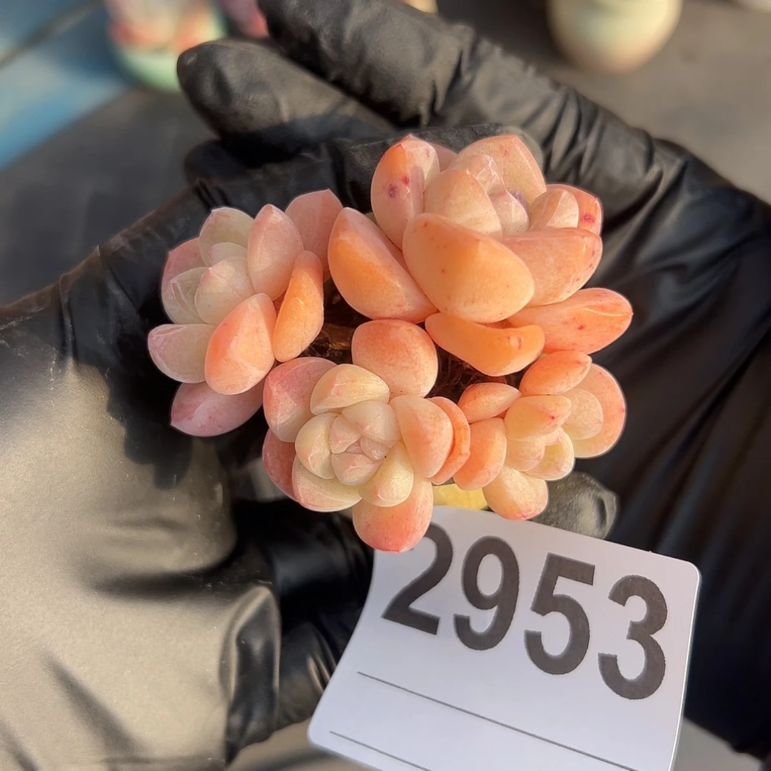 2953，四头冰玉带盆发的