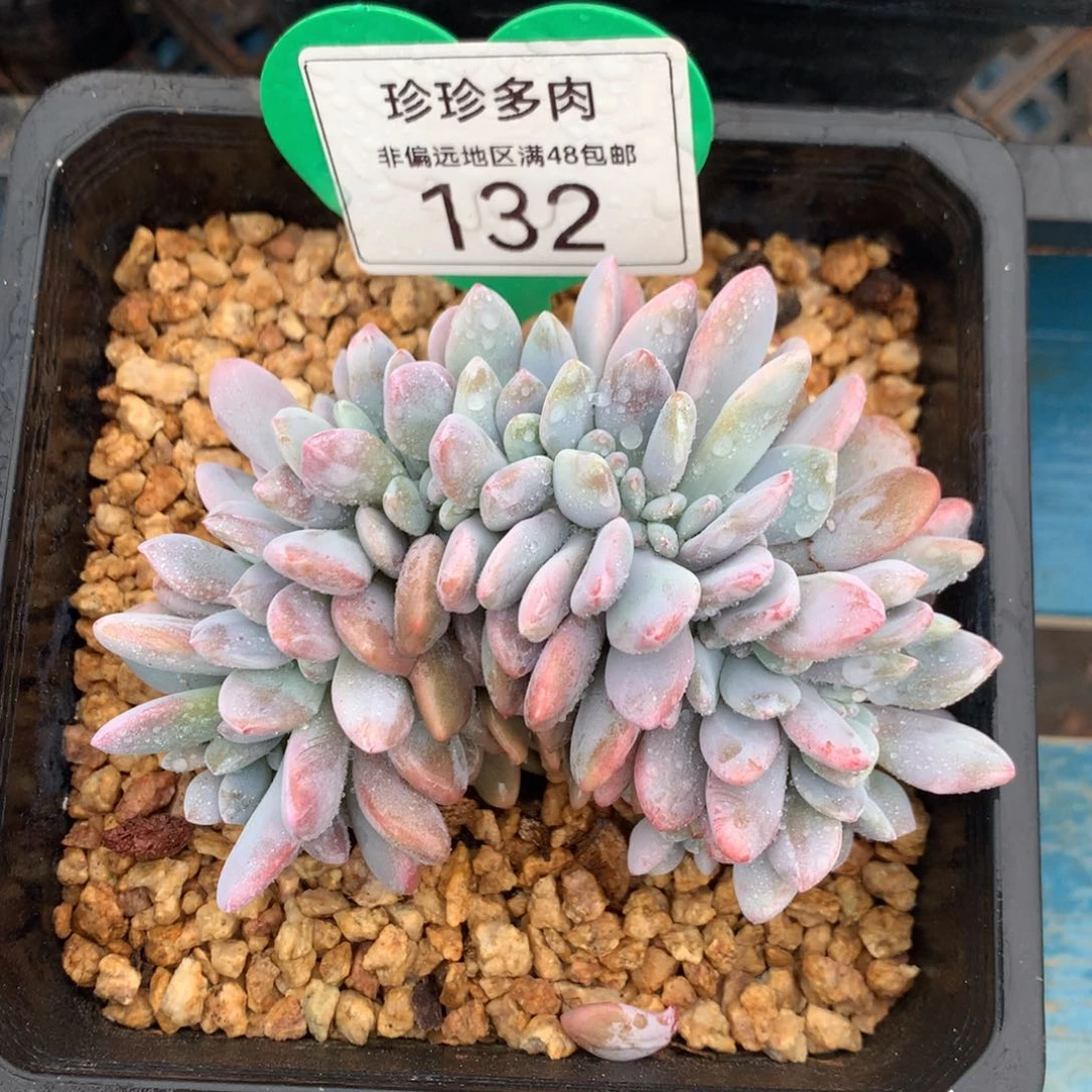 粉兔缀化开播福利132