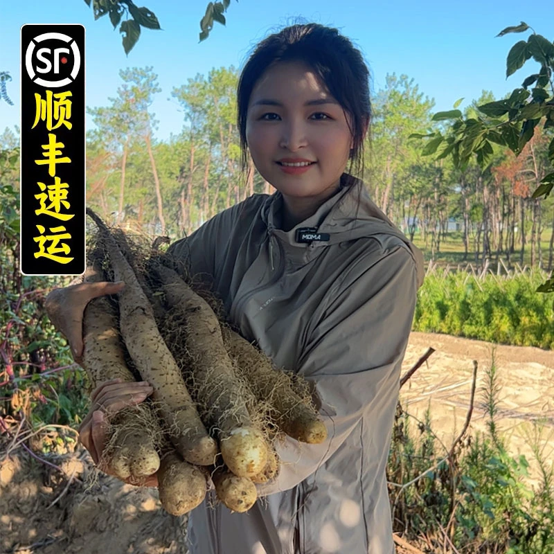 【助农代卖】大别山农家自种沙地山药现挖
