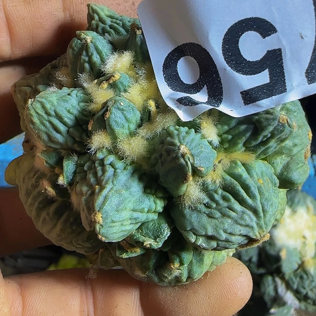 打***人蛋怒756仙人球开花了