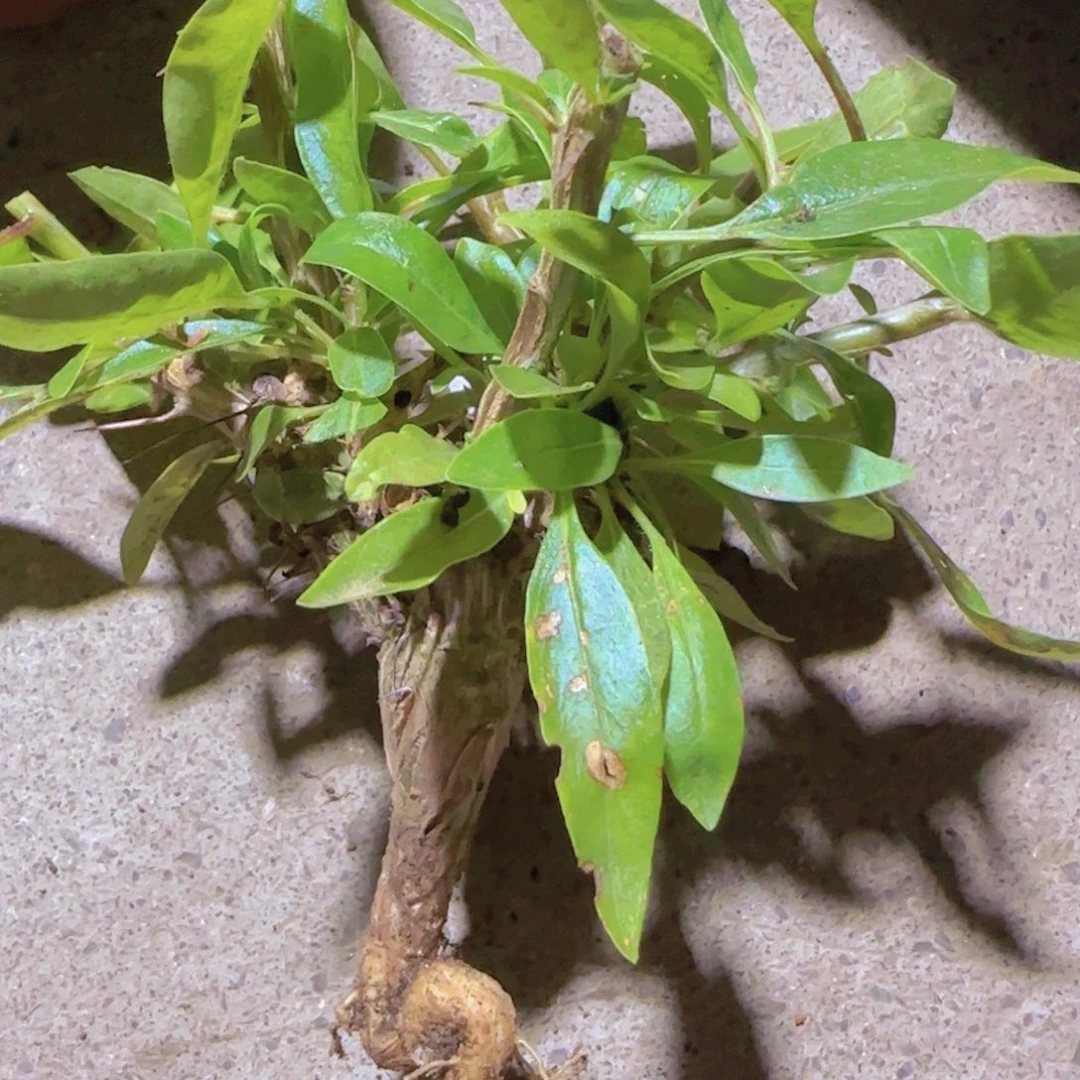 你***谁块根粗壮植物块根植物