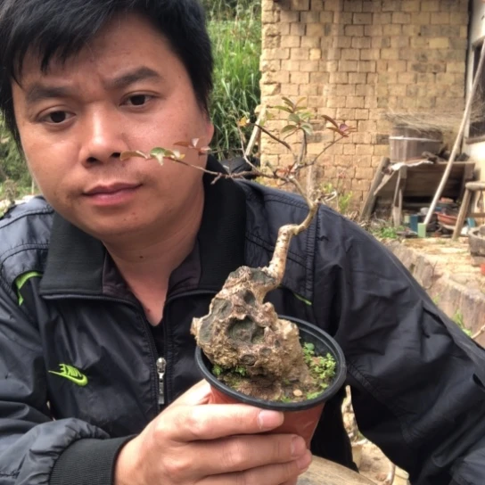 无花朵盆景盆栽（不退不换不包成活率）