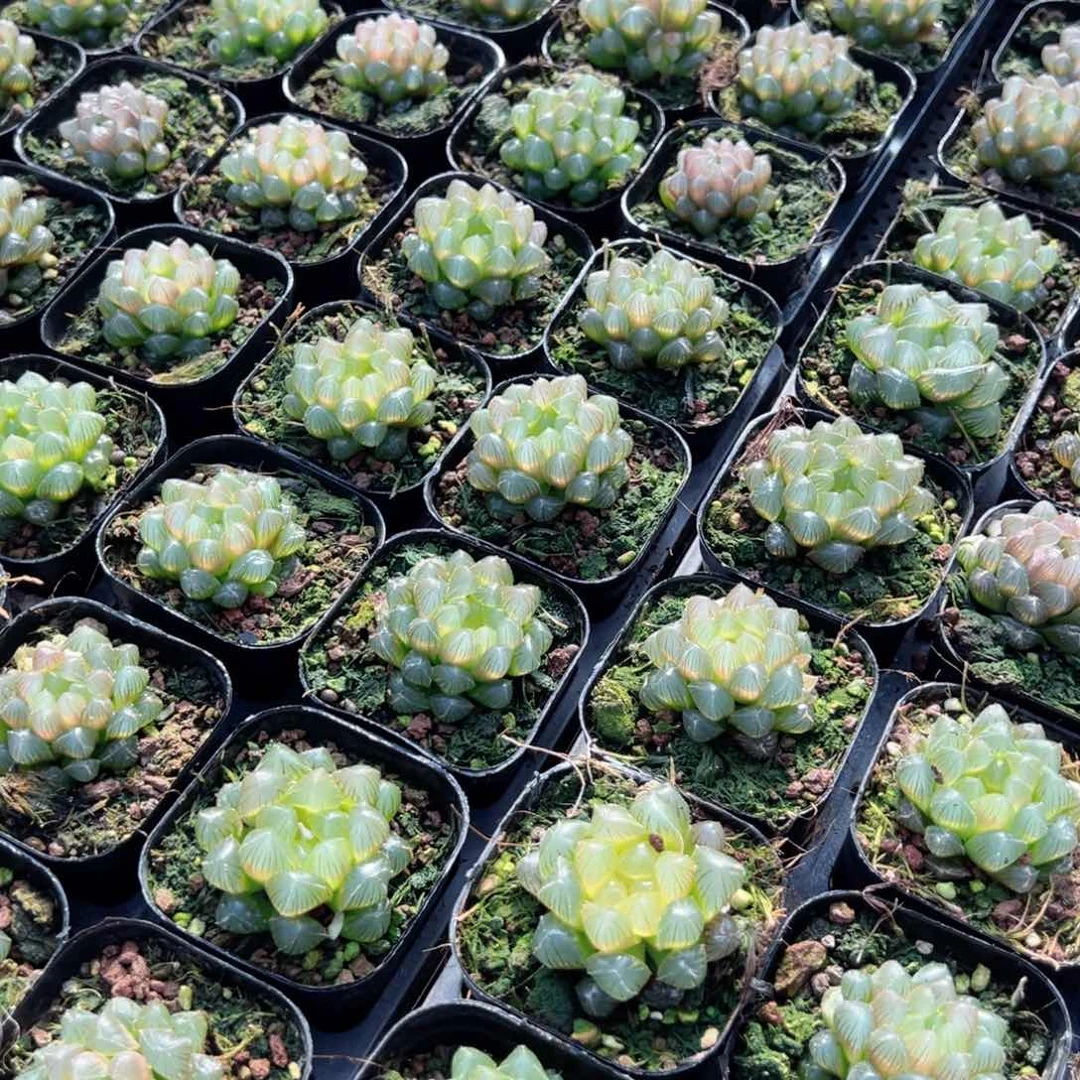 洛神玉露多肉植物一颗