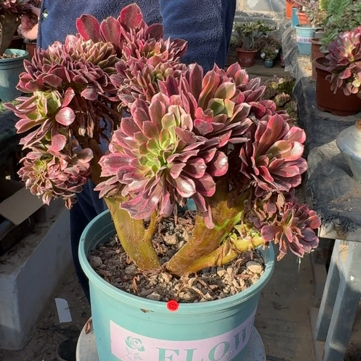 美杜莎法师锦缀化5