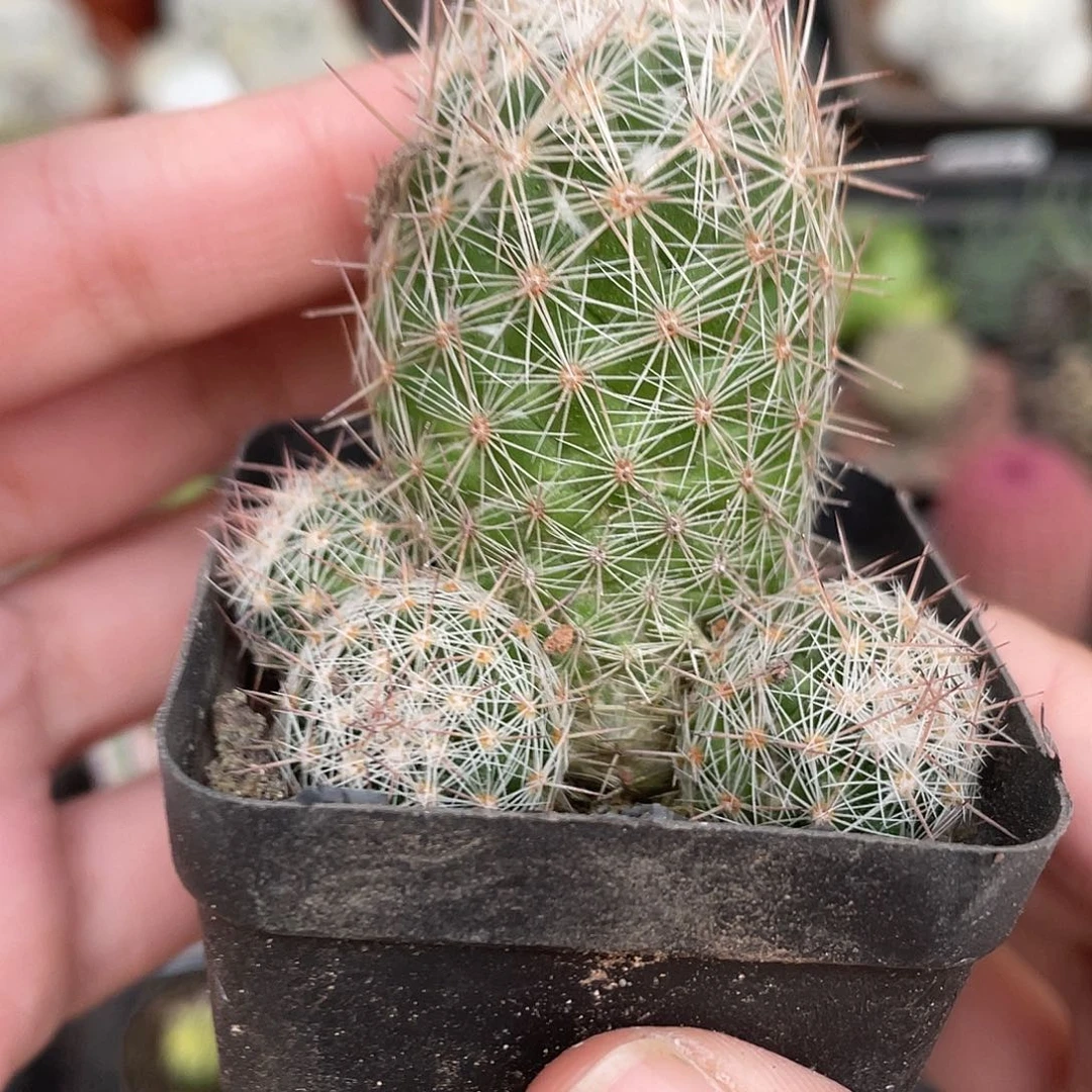 808紫霞（满18元包邮）