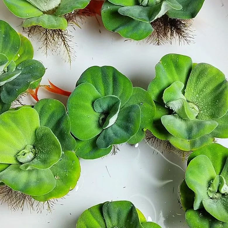水培浮萍水草水芙蓉浮萍淡水水草养鱼净化水质水族造景浮萍水草