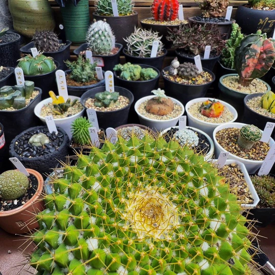 金阳丸（微瑕）带盆发货