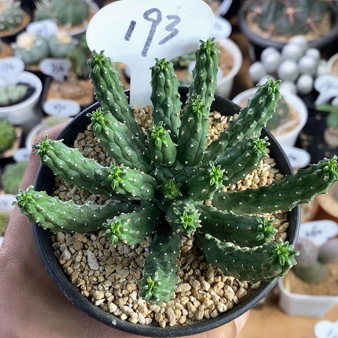 九头龙大号9.5cm 193号