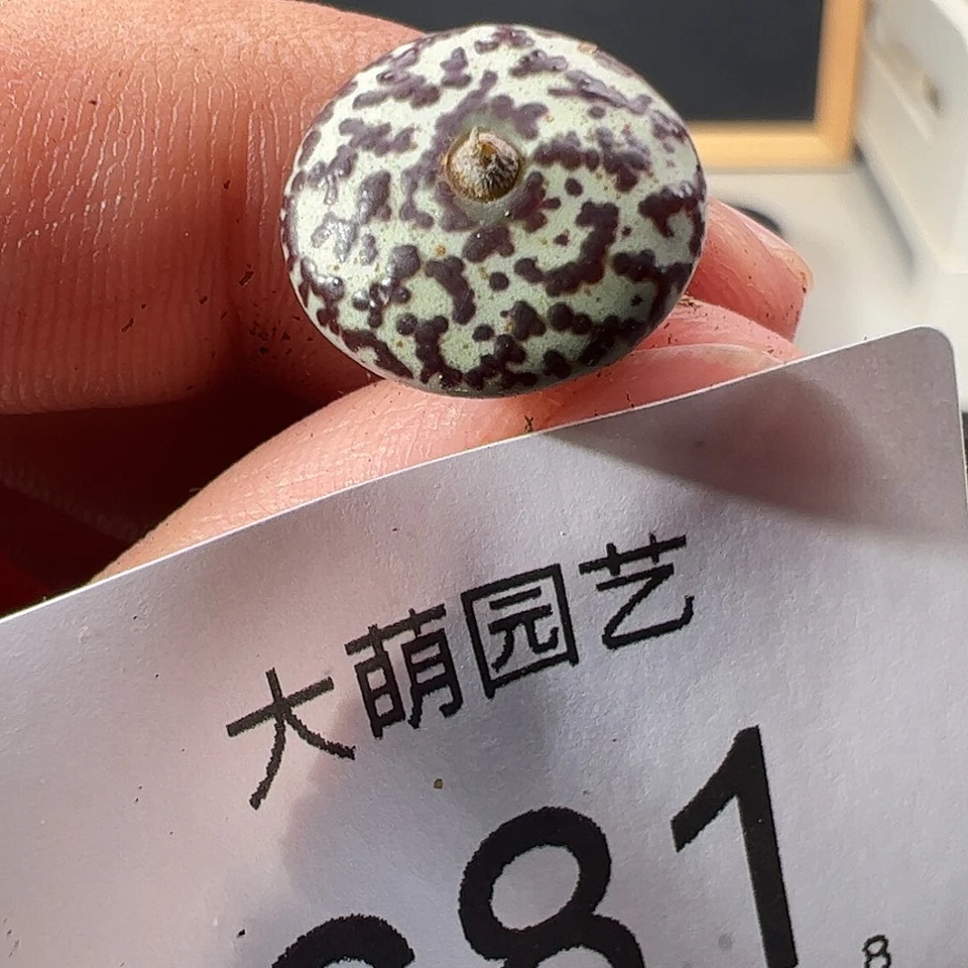 0000681 一物一拍……