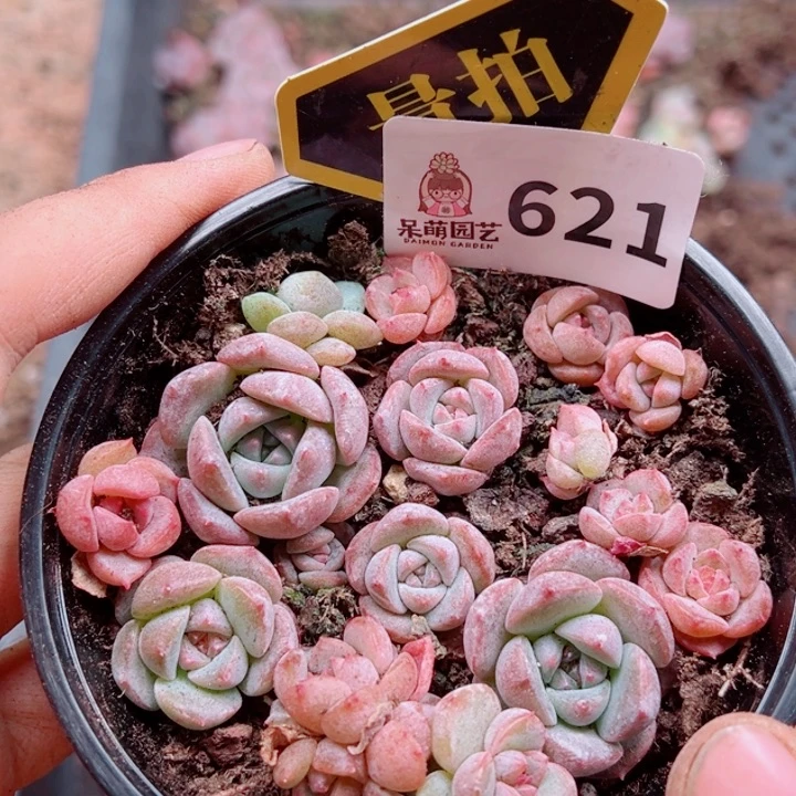 多肉植物多肉植物