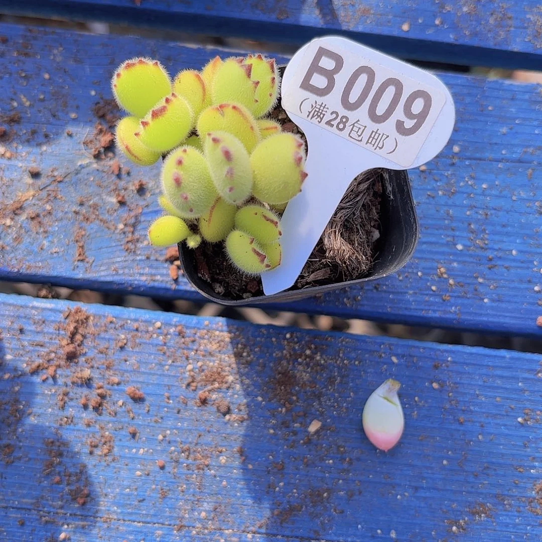 B009熊童子一物一拍