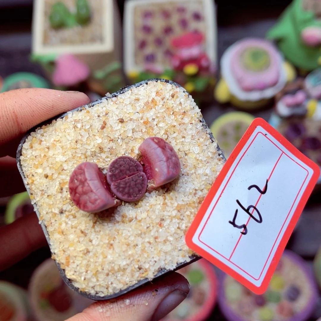 562生石花带盆发