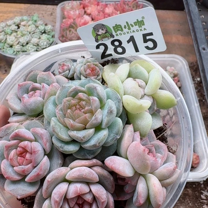 多肉植物多肉植物