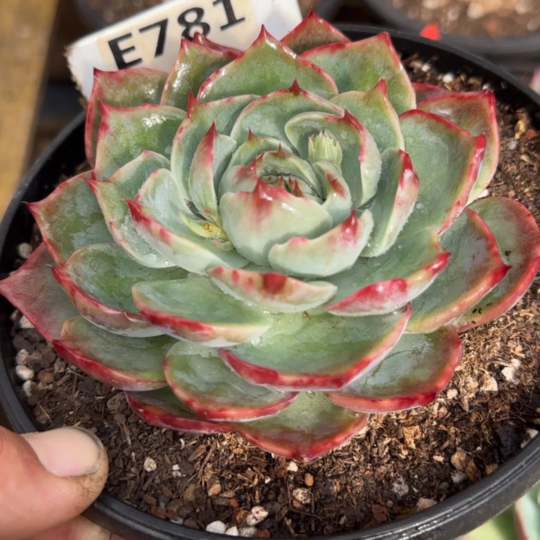 圆脸拉丝781 惊鸿一物一拍包装收缩花旱