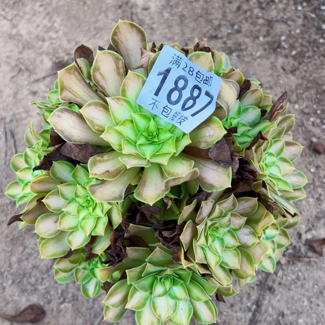韶华多肉植物1887