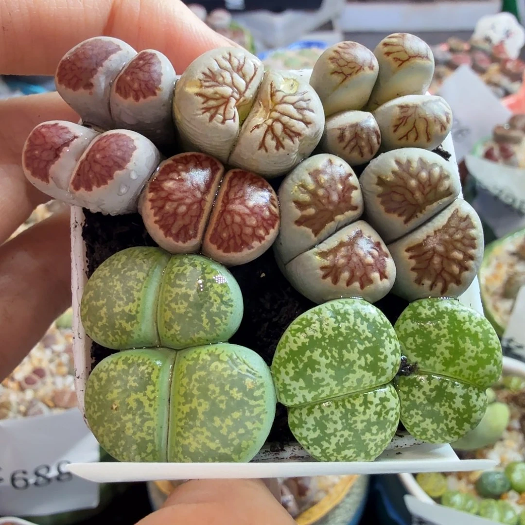 多肉开播福利冲719