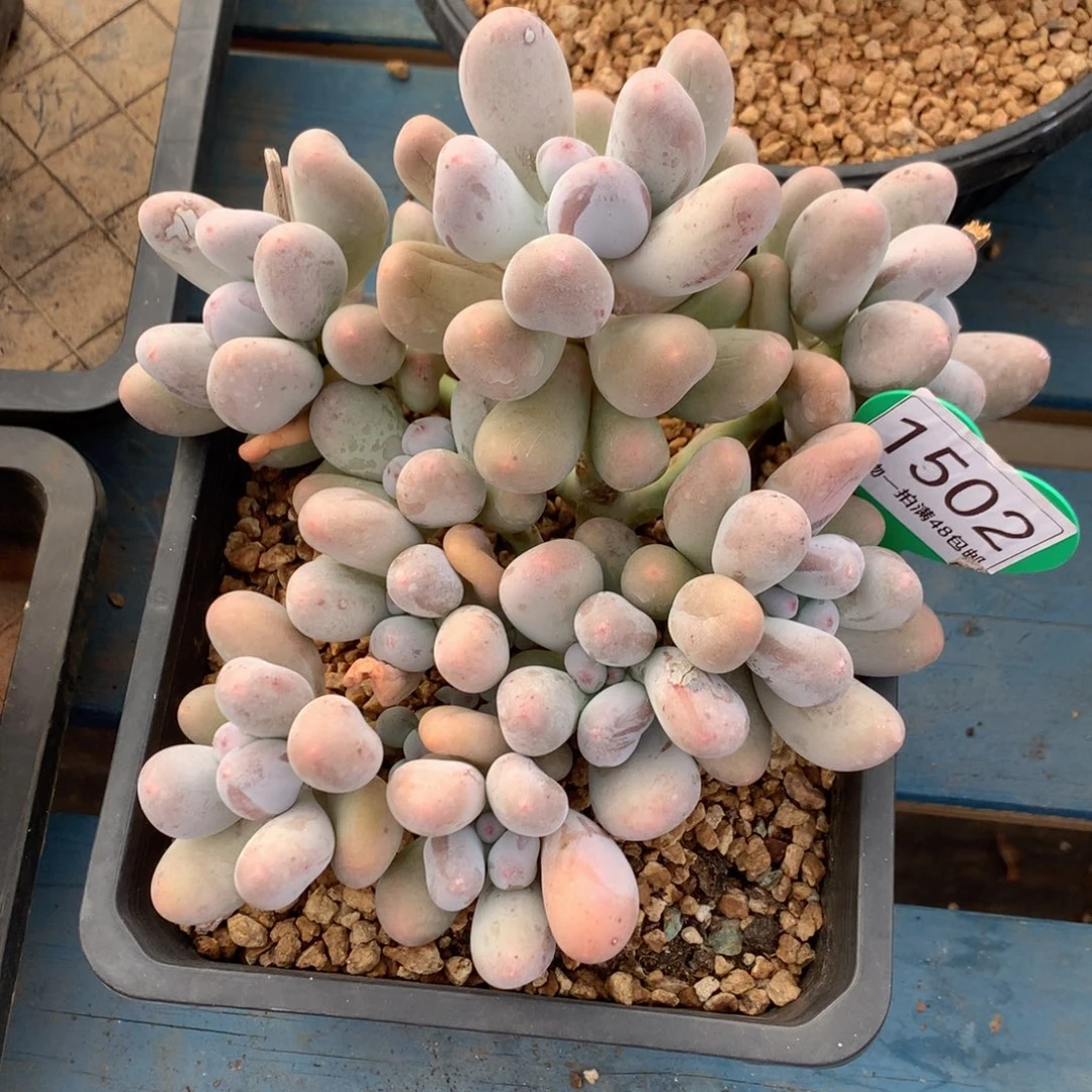 米可奶无砍老桩1502