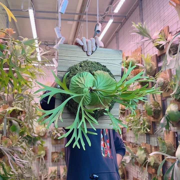 无花朵珊瑚亚猴a38