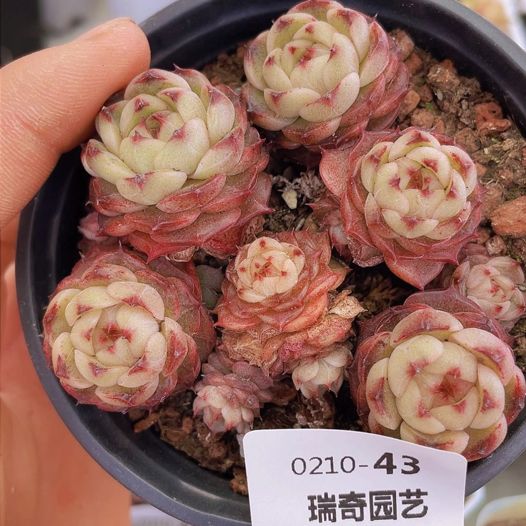 00000000000043量拍