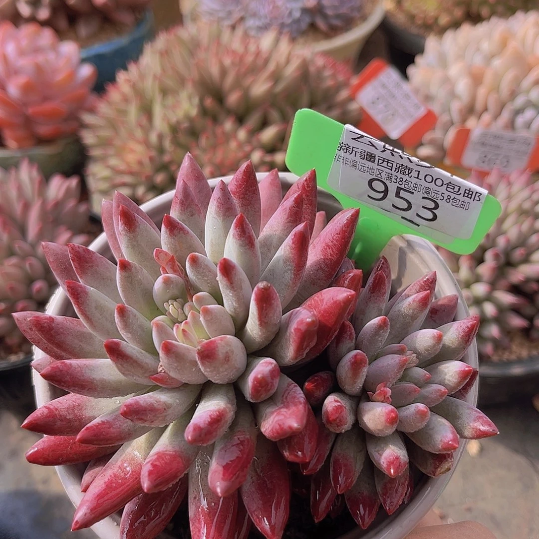 953虞美人多肉植物