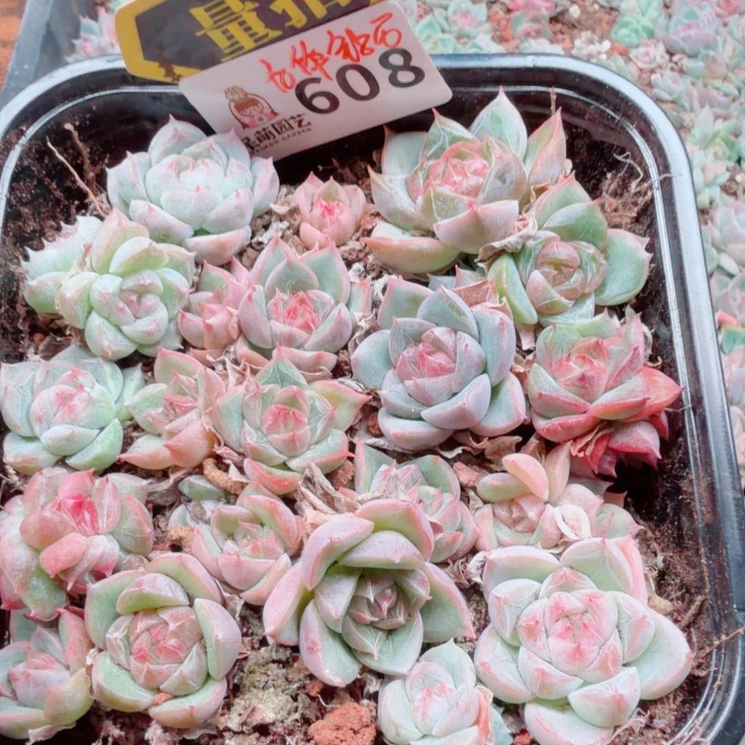 多肉植物多肉植物