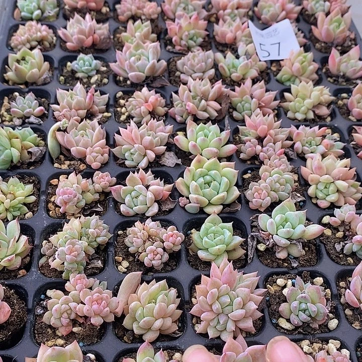 57 多肉植物盆栽花卉