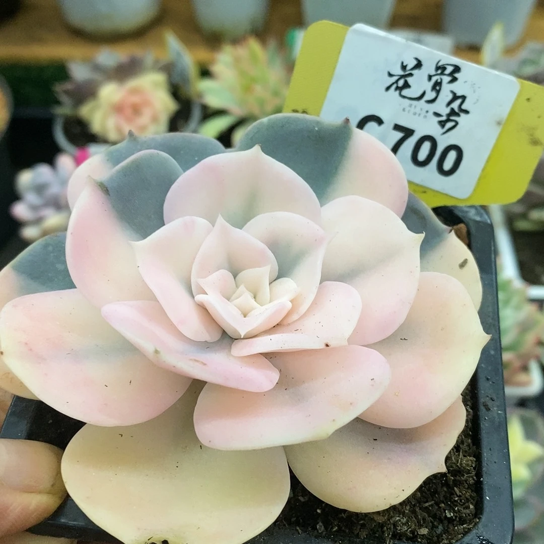 700双子座哈哈哈哈