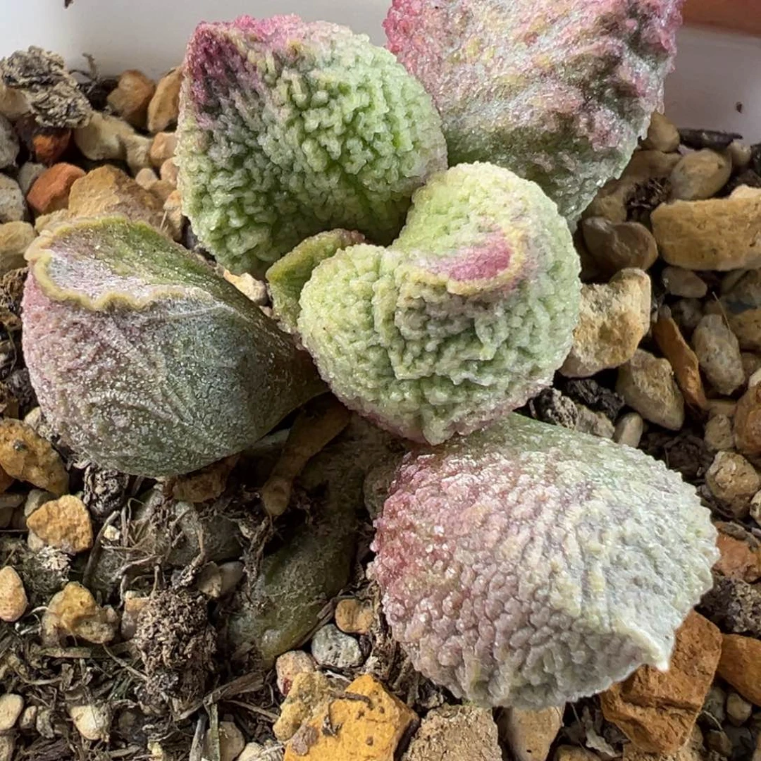 巨猪宝水泡多肉植物