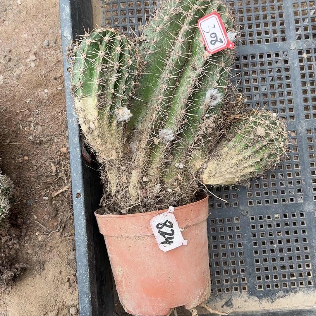 308 瑕疵掉侧牙无售后