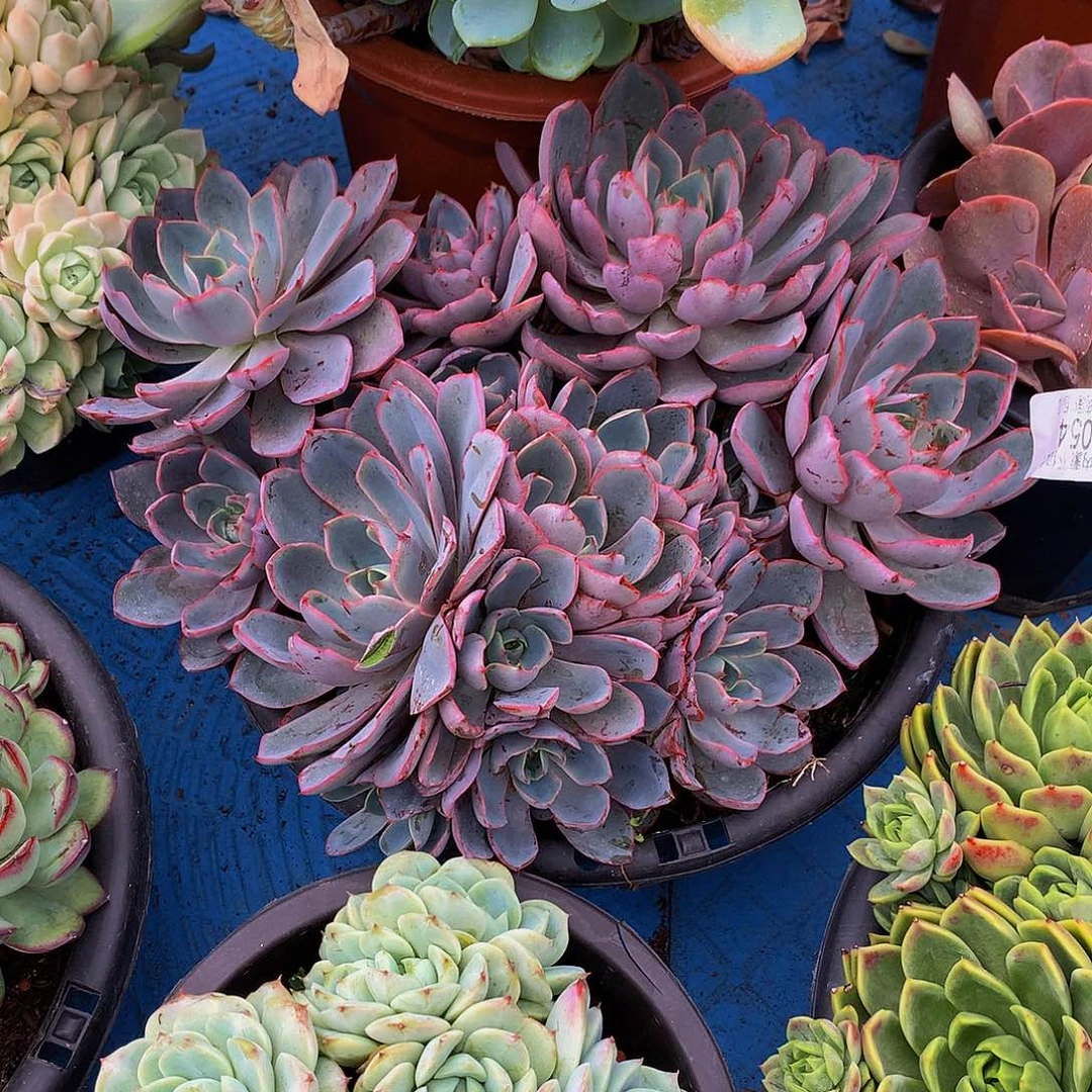 格***雅   赫拉多肉23054