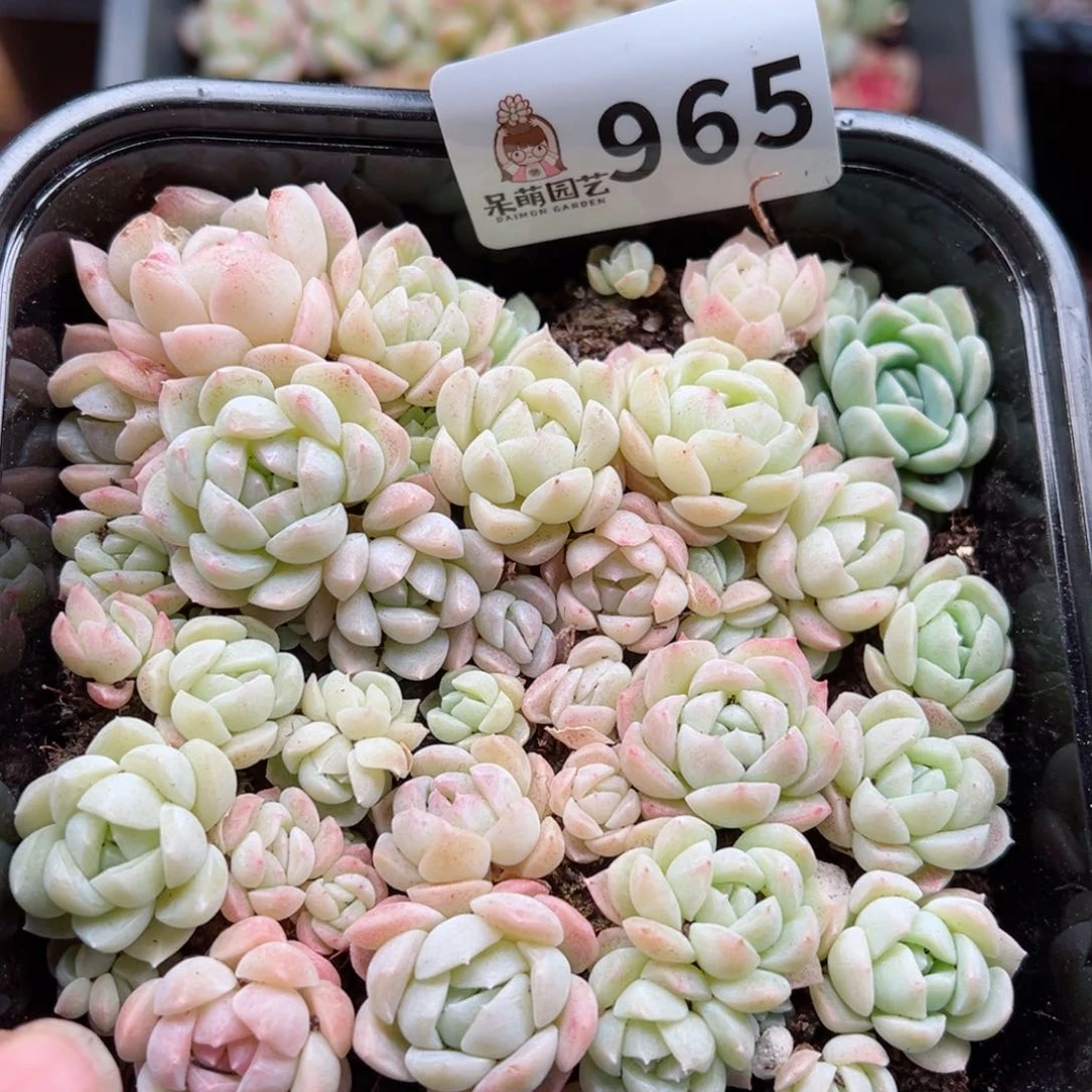 多肉植物多肉植物