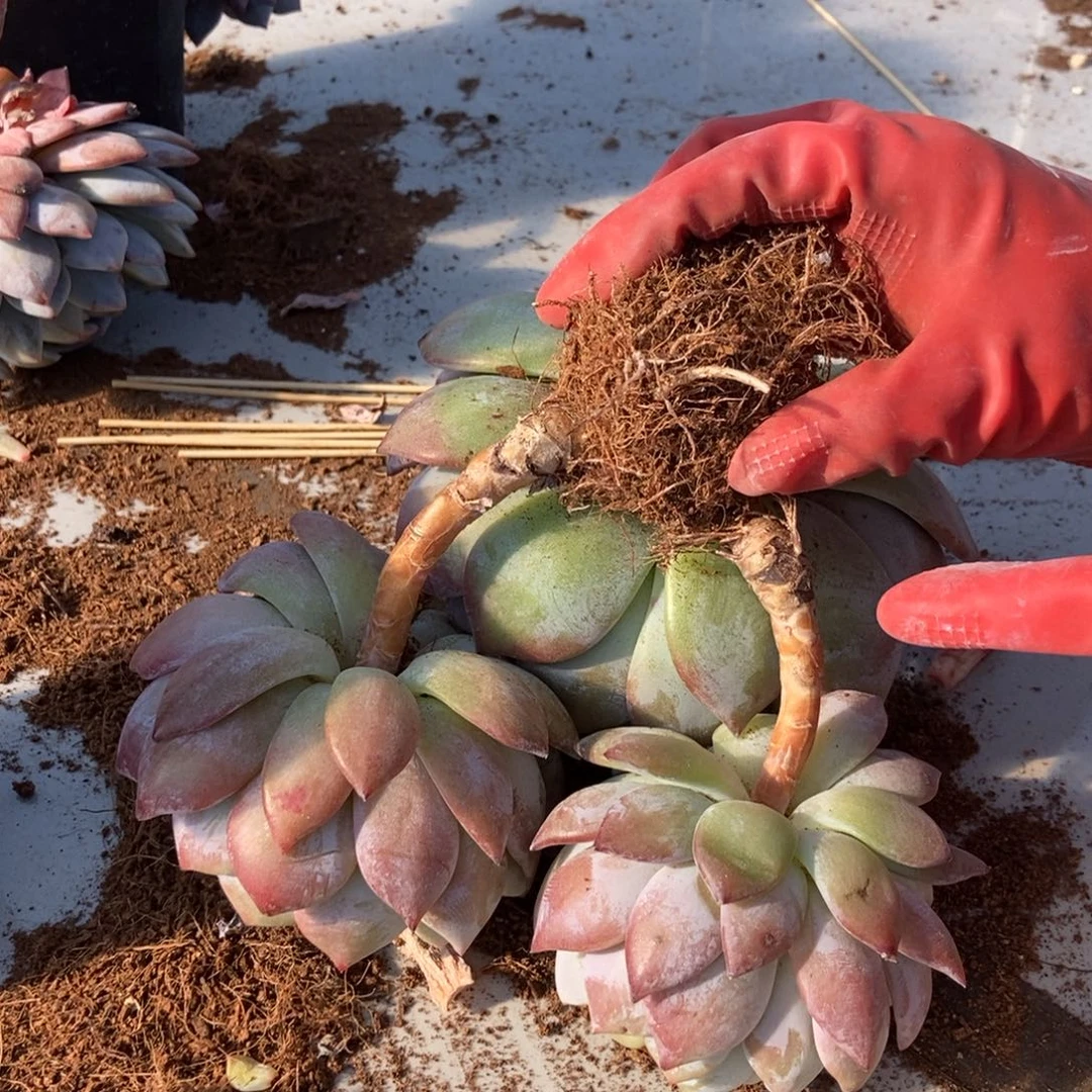 11.18星影黑方盆随机发货什么造型都有一颗