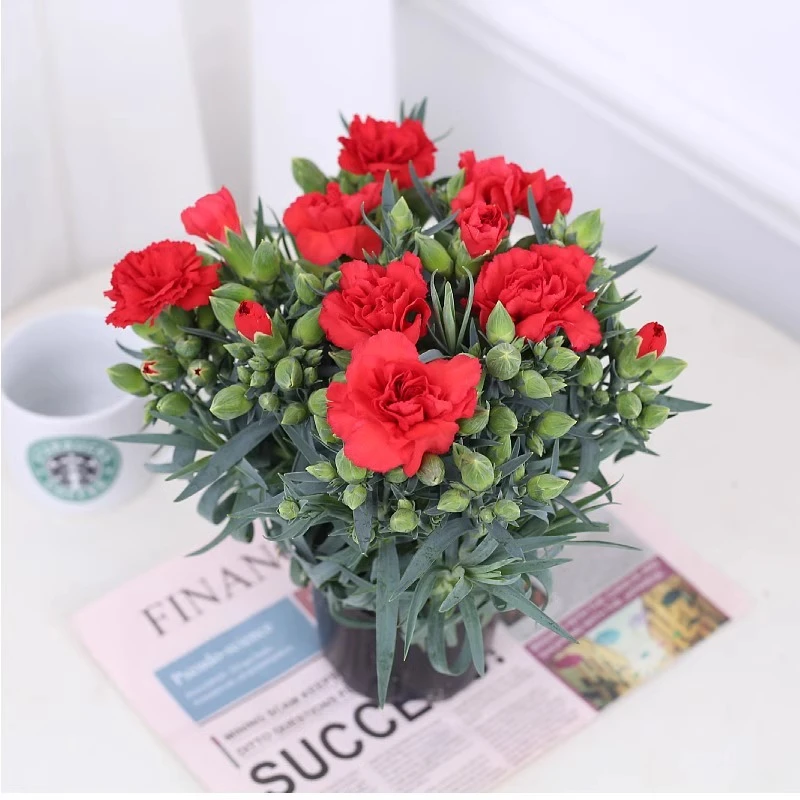 康乃馨鲜花盆栽带花苞四季开花室内阳台花卉植物冬季好养石竹花苗