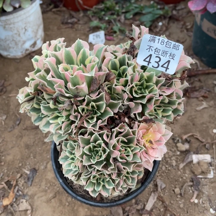 434白凤绣球1号棚
