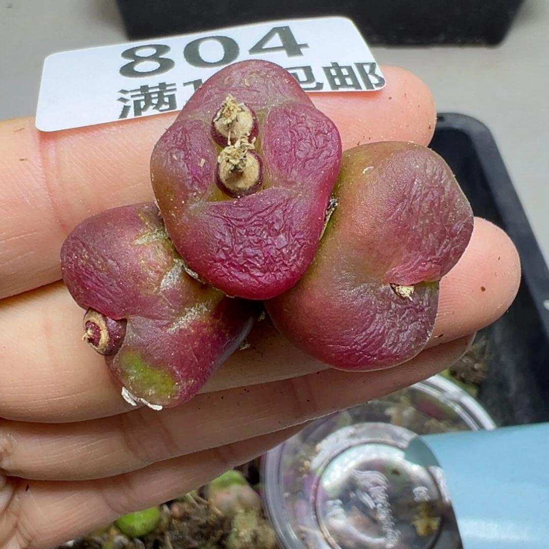【闪购商品】804……