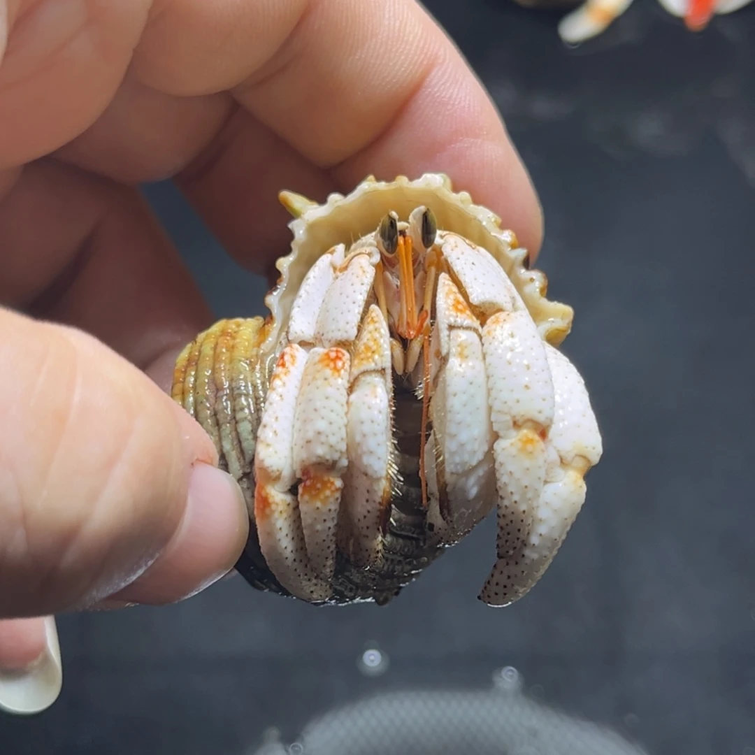 闪4号毛球2.2口径