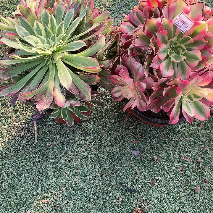 919粉女巫天合2棵多肉植物