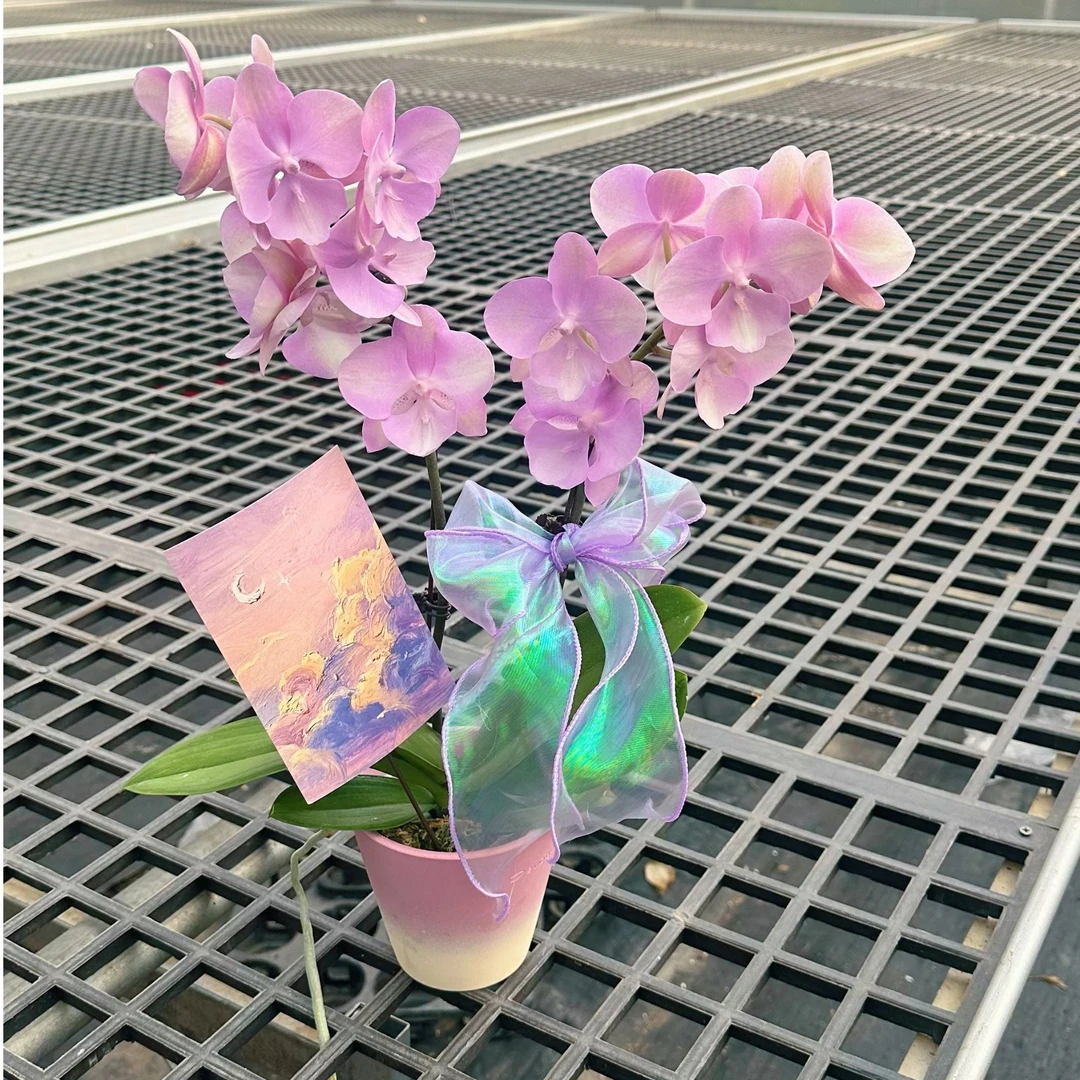 【威尼斯-组盆（欧品）】蝴蝶兰花卉带花苞花瓣厚耐养室内盆栽四季