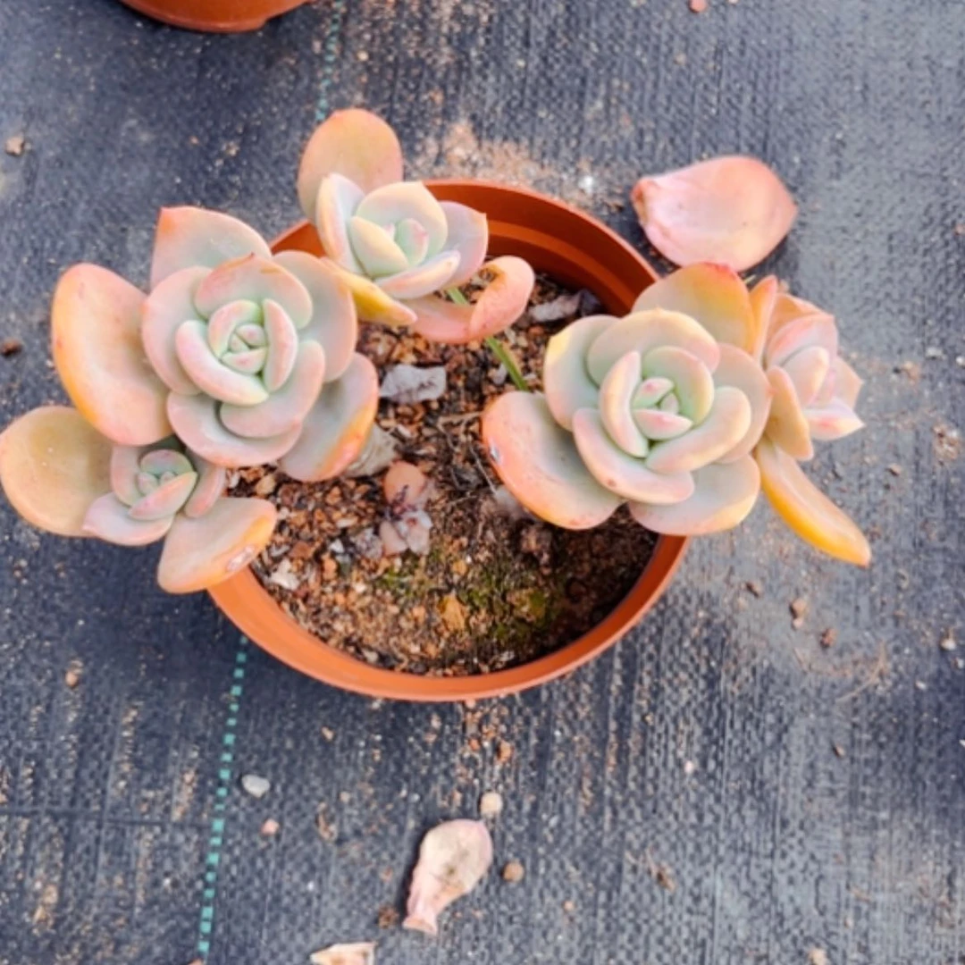 【闪购商品】风*雷白凤