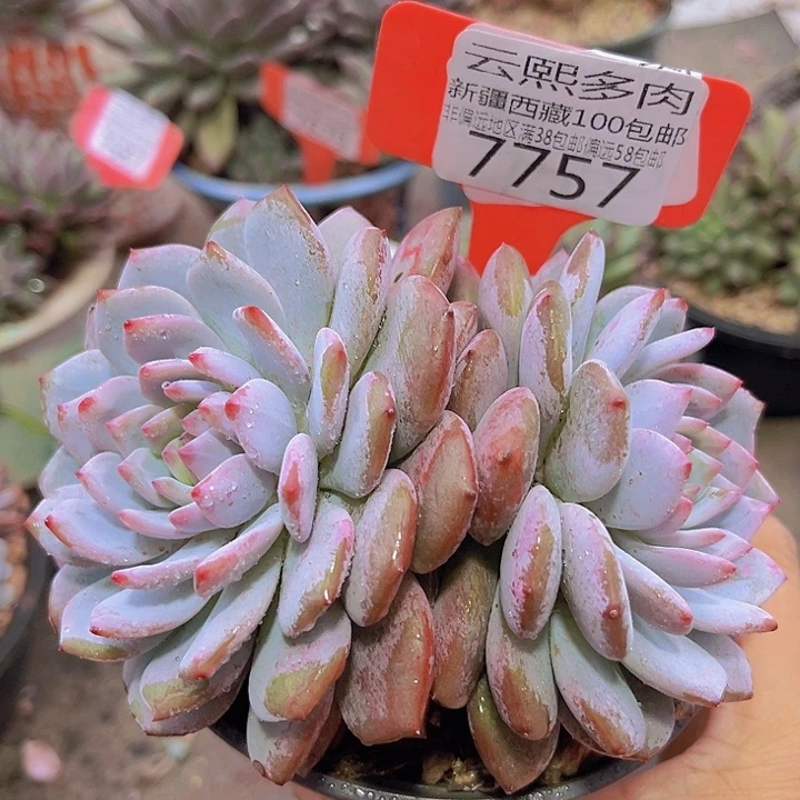 7757星星橙。