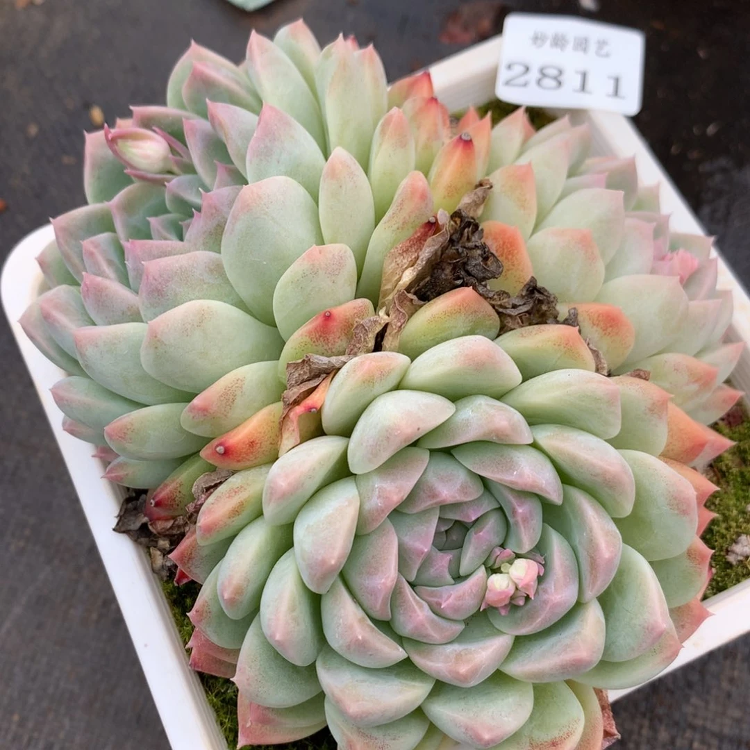 2811杂交多肉老桩